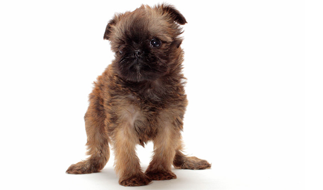 as good as it gets dog name as good as it gets dog name